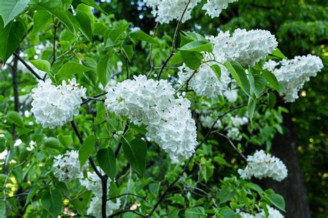 Blooming White Annabelle Hydrangea Arborescens Commonly Known As Smooth