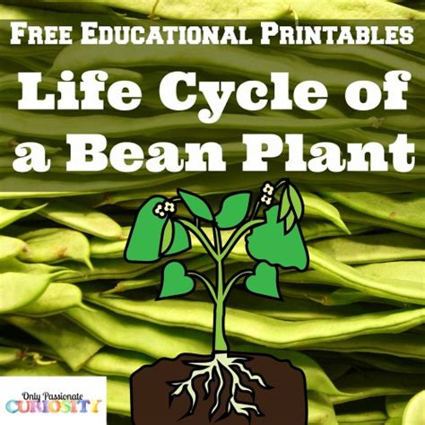 FREE Life Cycle of a Bean Printable Pack