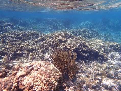 Snorkeling in Point of Sand, Little Cayman | Snorkeling the Cayan Islands