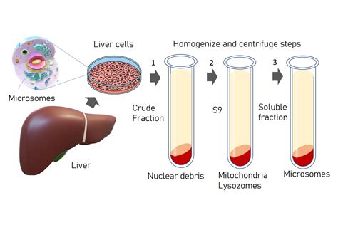 Liver Microsomes