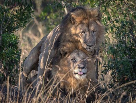 Two Male Lions Seen In Gay Sexual Encounter In Kenyan