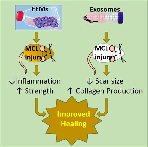 Study points way to possible new treatment for ligament injuries