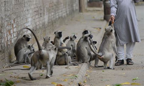 Toxic biscuits kill 14 monkeys in India - Newspaper - DAWN.COM