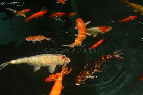 O Peixe Extravagante Da Carpa Koi Pesca Peixes De Koi Na Lagoa Foto