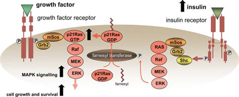 Farnesylation Of P Ras Causes It To Locate To The Plasma Membrane