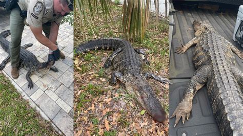 Florida Man Shoots Alligator As It Attacked Dog In Backyard My Heart