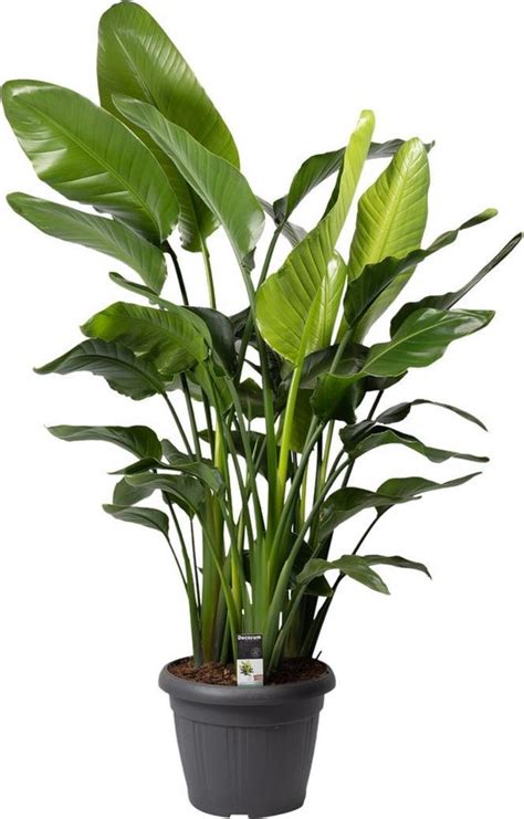 Strelitzia Nicolai XL Paradijsvogelplant Hoogte 130 Cm