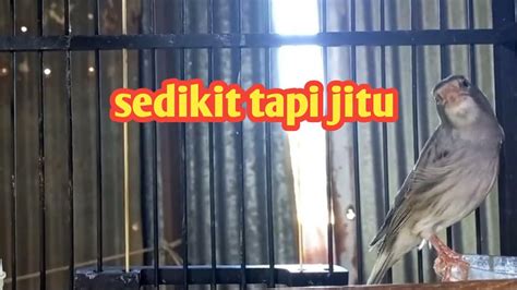 Pancingan Jitu Burung Kenari Youtube