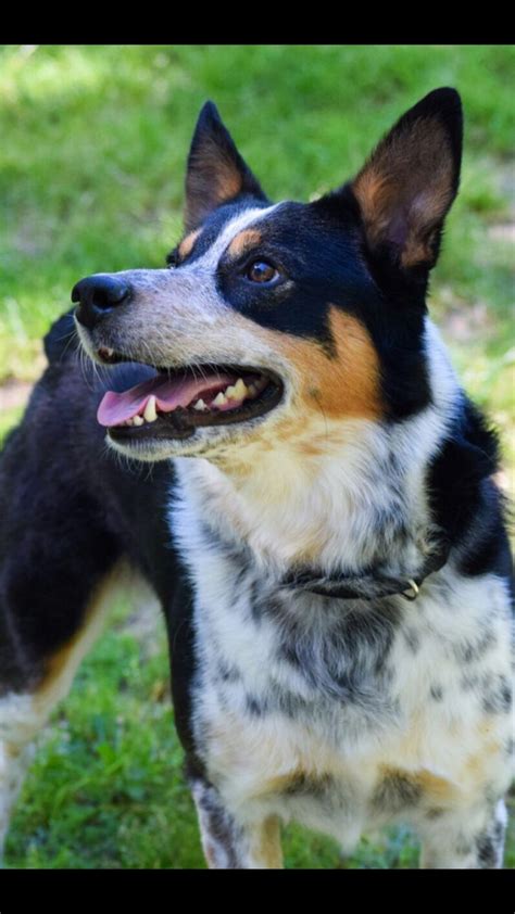 Border collie/blue heeler | Cattle dogs rule, Australian cattle dogs ...