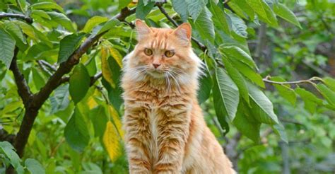 Plusieurs cadavres de chat retrouvés dans cette commune