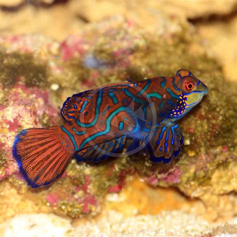 Dragonet Red Mandarin Synchiropus Cf Splendidus Aquatics Unlimited