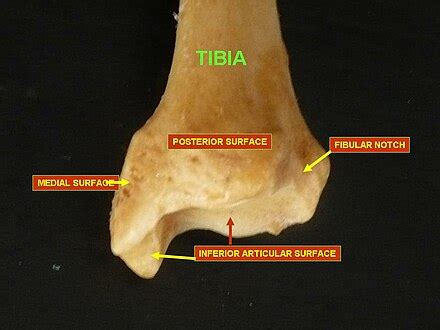 Tibia - Wikipedia