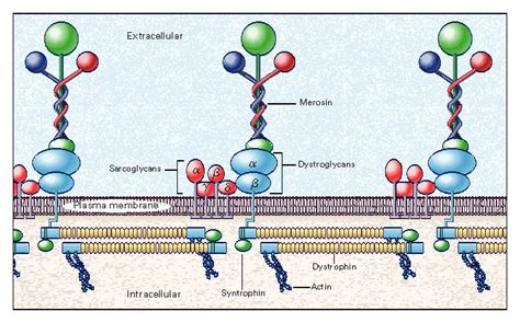 Mutations In The Sarcoglycan Genes In Patients With Myopathy New