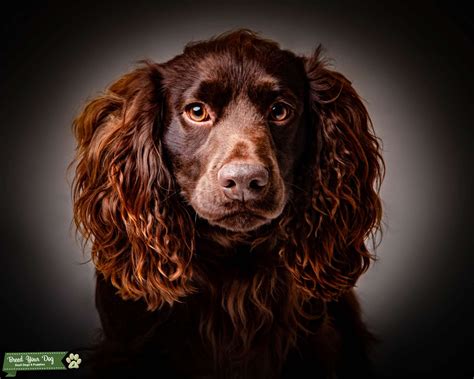 CHOCOLATE BROWN COCKER SPANIEL - Stud Dog EAST CHESHIRE - Breed Your Dog