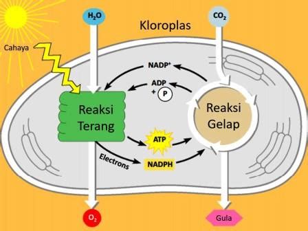 Fotosintesis Pengertian Proses Pdf Dan Gambar Lengkap Biologi Sel