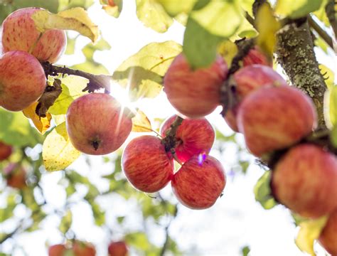 When and How to Harvest Apples - Backyard Boss