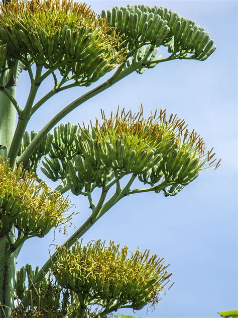 Free photo: agave flower, agave, blossom, bloom, yellow | Hippopx