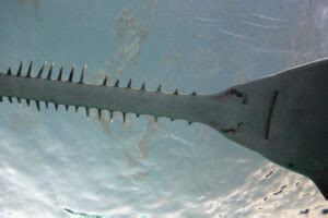 Sawshark (Pristiophoridae) - American Oceans