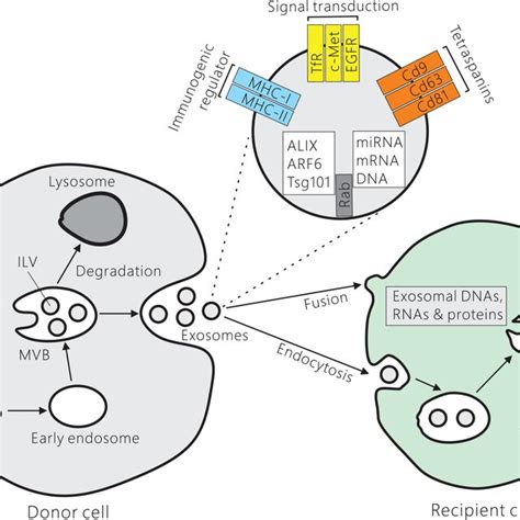 Biogenesis And Secretion Of Exosomes By Donor Cells And Uptake Of