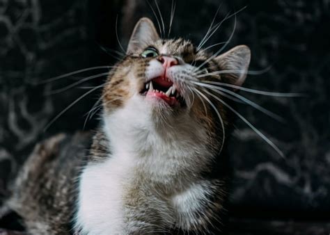 how to fix bad cat breath