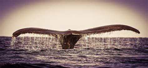 Whale Fluke Personal Image, Marine Life, Galleria, Amazing Photography ...