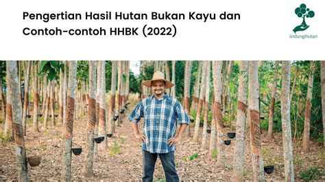 Pengertian Hasil Hutan Bukan Kayu Dan Contoh Contoh Hhbk