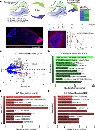 Oxytocin Signaling Is Necessary For Synaptic Maturation Of Adult Born