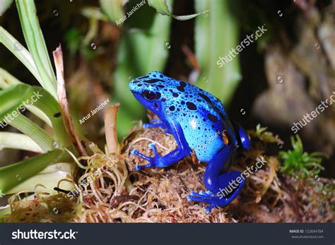 3,431 Blue poison dart frog Images, Stock Photos & Vectors | Shutterstock