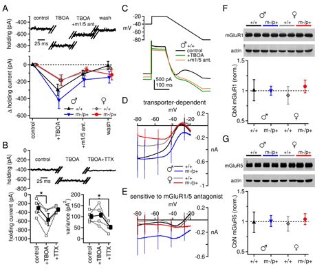 Figures And Data In Sex Differences In Cerebellar Synaptic Transmission And Sex Specific