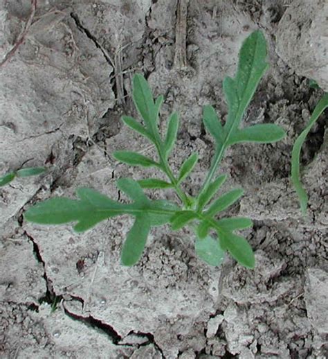 Common Ragweed