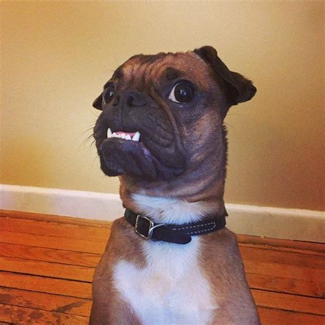 15 Dogs Who Are Proud They Said No To Braces | Dog puns, Cute animals ...