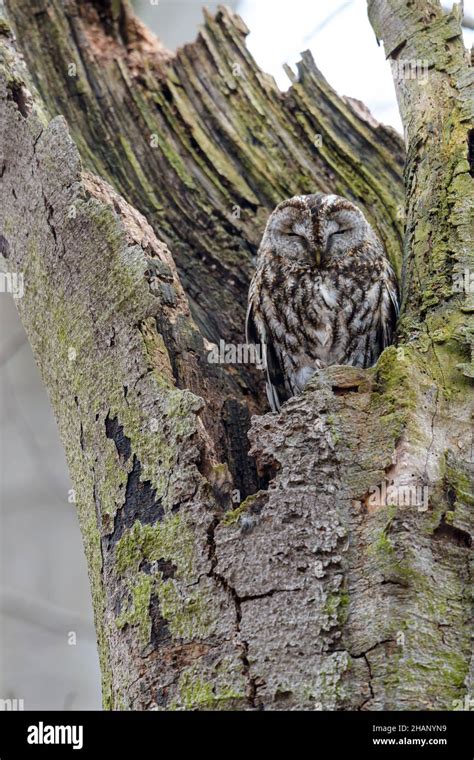 Waldkauz Strix Aluco Tawny Owl In Tree Hole Stock Photo Alamy