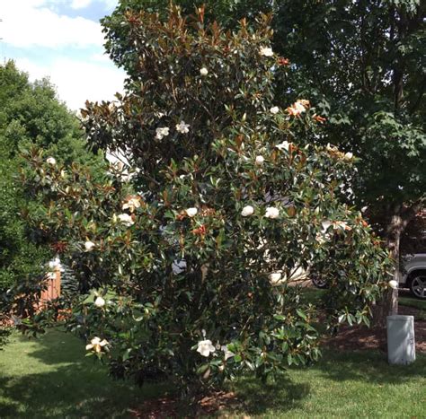 Magnolia Tree Definitive Guide: Types, Planting, and Care