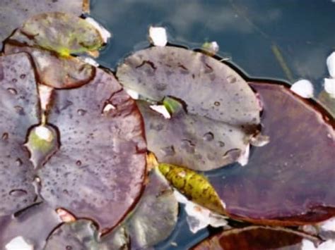 How To Remove Leeches From Your Pond Without Chemicals Dengarden