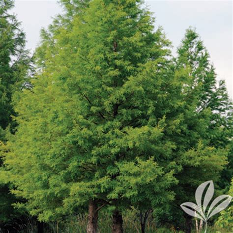 Bald Cypress - Texas Pecan Nursery