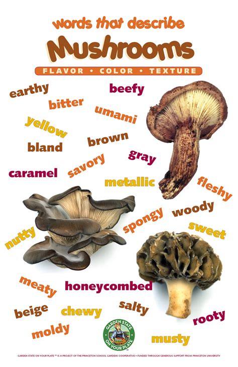 Mushroom Types Poster