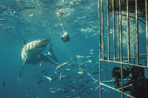 White Shark Cage Diving Plan To Extend Chumming Area S