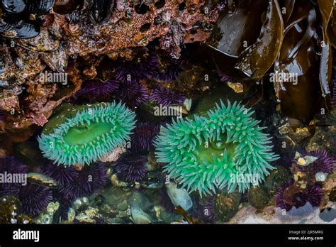 Giant Green Anemones With Purple Sea Urchins At Tongue Point In Salt