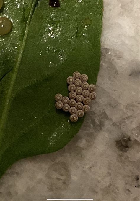 Are These Eggs From Some Type Of Bug On My Spinach R Whatsthisbug