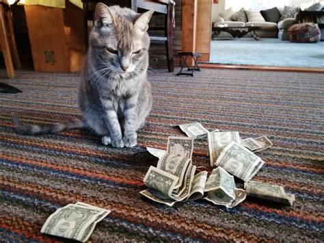 My Cat Gets A Stimulus Check A Short Poem By Katrina Curtiss 4 15