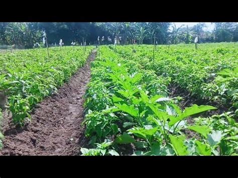 TUMPANG SARI TERONG HIJAU DENGAN CABE RAWIT MERAH YouTube