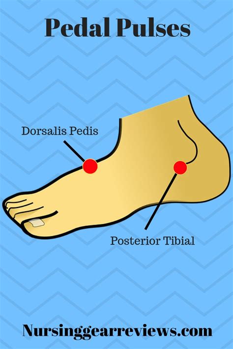 Pedal Pulses Diagram At Cecil Coleman Blog