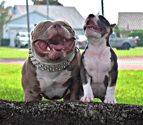 TEXAS SIZE BULLIES – BULLY KING Magazine – Medium