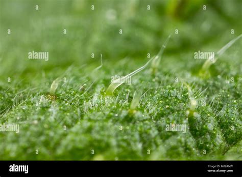 Nettle Nettles Sting Stinging Stung Hi Res Stock Photography And Images