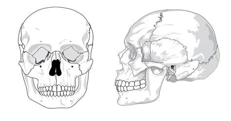 Ossos Do Crânio Para Colorir E Nomear BRAINCP