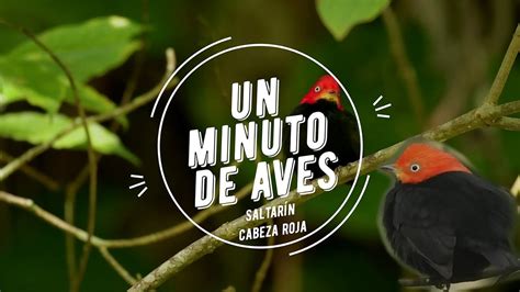 Un Minuto De Aves Saltar N Cabeza Roja Youtube