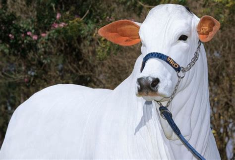 Vaca Mais Cara Do Mundo Nelore Brasileira De R Milh Es Entra Para