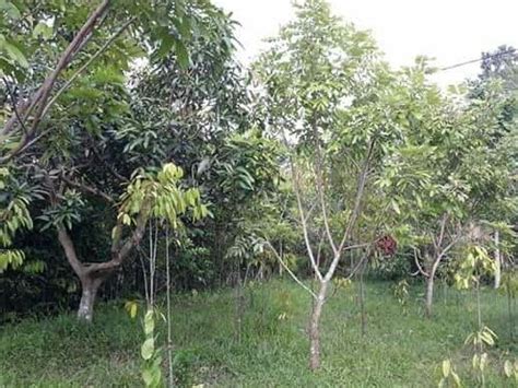 Dijual Tanah Kebun 3 Are Pinggir Jalan Aspal Di Lingsar GERBANG PROPERTY