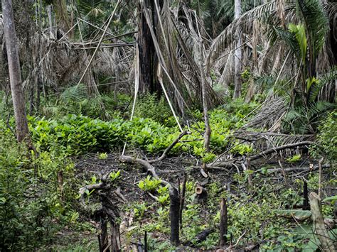 Indigenous Lands Hold 36 Or More Of Remaining Intact Forest Landscapes