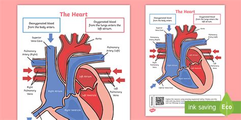 13+ Heart Diagram Labeled And Functions | Robhosking Diagram